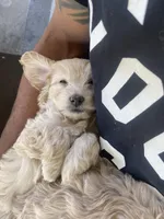 Sam, a male Cockapoo and Havapoo for sale in San Diego, CA – Photo 9 of 10