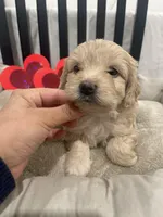 Sam, a male Cockapoo and Havapoo for sale in San Diego, CA – Photo 2 of 10