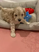 Sam, a male Cockapoo and Havapoo for sale in San Diego, CA – Photo 1 of 10