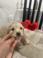 Sam, a male Cockapoo and Havapoo for sale in San Diego, CA – Photo 4 of 10