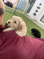 Sam, a male Cockapoo and Havapoo for sale in San Diego, CA – Photo 3 of 10