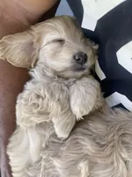 Sam, a male Cockapoo and Havapoo for sale in San Diego, CA – Photo 10 of 10