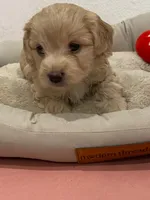 Lady, a female Cockapoo and Havapoo for sale in San Diego, CA – Photo 2 of 6