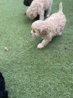 Lady, a female Cockapoo and Havapoo for sale in San Diego, CA – Photo 6 of 6