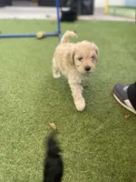 Lady, a female Cockapoo and Havapoo for sale in San Diego, CA – Photo 1 of 6