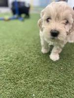 Lady, a female Cockapoo and Havapoo for sale in San Diego, CA – Photo 5 of 6