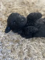 Penelope, a female Poodle - Toy  and Havapoo for sale in San Diego, CA – 5 of 10