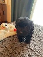 Olive, a female Havapoo for sale in San Diego, CA – 3 of 5