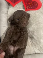 Sandy , a female Cockapoo and Havapoo for sale in San Diego, CA – Photo 7 of 9