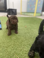Sandy , a female Cockapoo and Havapoo for sale in San Diego, CA – Photo 5 of 9