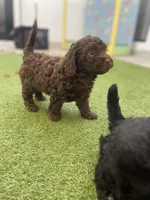 Sandy , a female Cockapoo and Havapoo for sale in San Diego, CA – Photo 6 of 9
