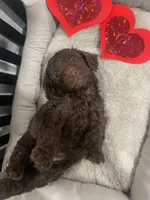 Sandy , a female Cockapoo and Havapoo for sale in San Diego, CA – Photo 8 of 9