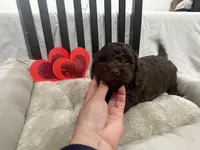 Sandy , a female Cockapoo and Havapoo for sale in San Diego, CA – Photo 3 of 9