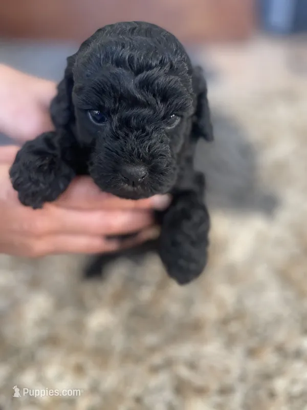 Penelope – Poodle - Toy , Havapoo puppy for sale in San Diego, CA