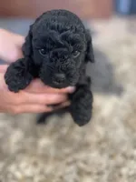 Penelope, a female Poodle - Toy  and Havapoo for sale in San Diego, CA – 4 of 10