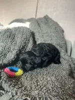 Nevaeh, a female Cockapoo and Havapoo for sale in San Diego, CA – 4 of 10