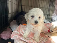 Leo, a male Cockapoo and Havapoo for sale in San Diego, CA – 2 of 8