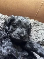 Lily, a female Poodle - Toy  and Havapoo for sale in San Diego, CA – 9 of 9