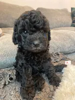 Penelope, a female Havapoo for sale in San Diego, CA – 7 of 10