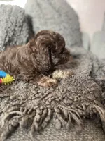 Sofia, a female Cockapoo and Havapoo for sale in San Diego, CA – 8 of 8