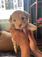 Dolce, a female Poodle - Toy  and Havapoo for sale in San Diego, CA – 1 of 7