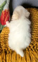 Henri, a male Pomeranian for sale in Centralia, IL – 6 of 10