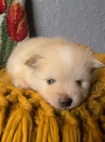 Rudy, a male Pomeranian for sale in Centralia, IL – 3 of 9