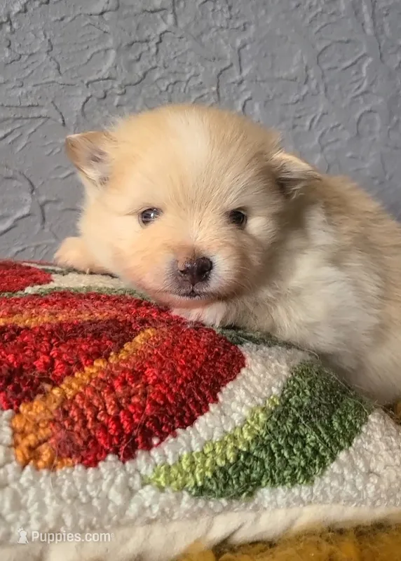 Rudy – Pomeranian puppy for sale in Centralia, IL