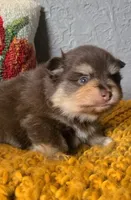 Milton, a male Pomeranian for sale in Centralia, IL – 4 of 10