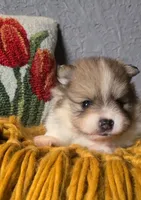 Otis, a male Pomeranian for sale in Centralia, IL – 5 of 10