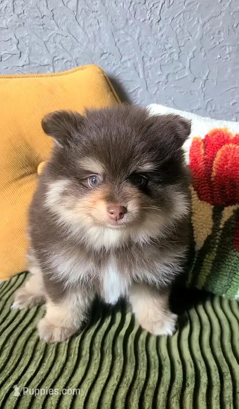 Milton – Pomeranian puppy on hold in Centralia, IL