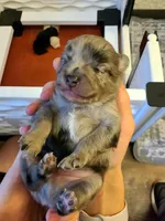 Theodore, a male Pomeranian for sale in Centralia, IL – Photo 7 of 10