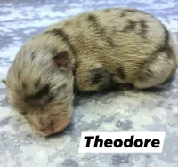 Theodore, a male Pomeranian for sale in Centralia, IL – Photo 10 of 10