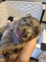 Theodore, a male Pomeranian for sale in Centralia, IL – Photo 8 of 10