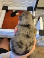 Theodore, a male Pomeranian for sale in Centralia, IL – Photo 9 of 10