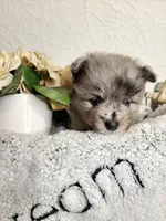 Theodore, a male Pomeranian for sale in Centralia, IL – Photo 4 of 10