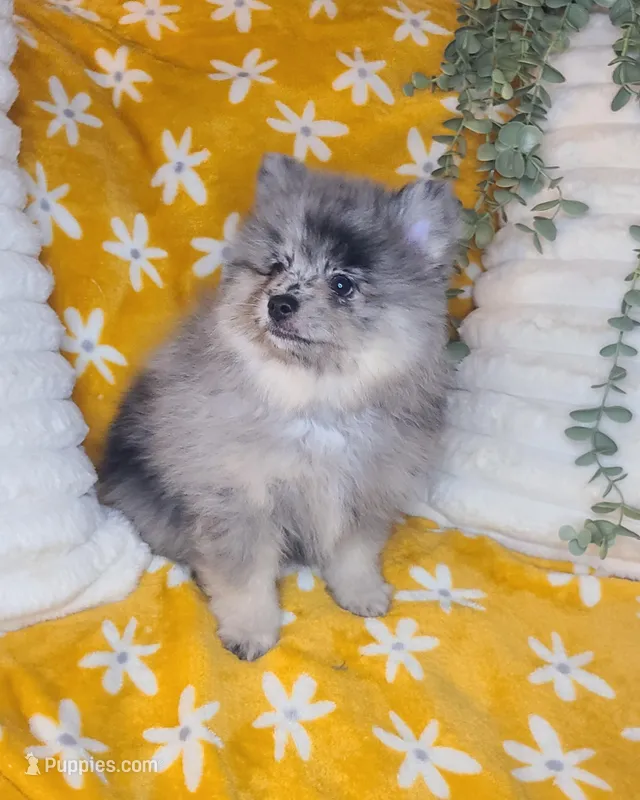 Theodore – Pomeranian puppy on hold in Centralia, IL