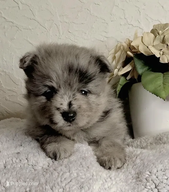 Theodore – Pomeranian puppy for sale in Centralia, IL
