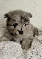 Theodore, a male Pomeranian for sale in Centralia, IL – Photo 3 of 10