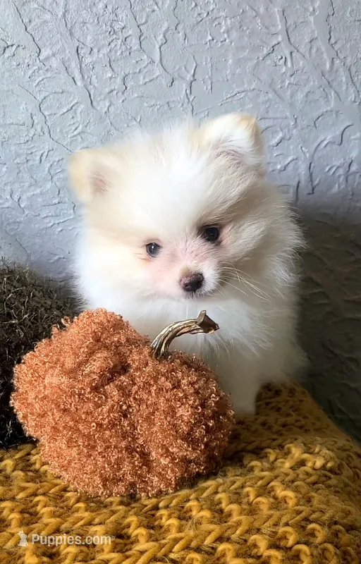 Henri – Pomeranian puppy for sale in Centralia, IL