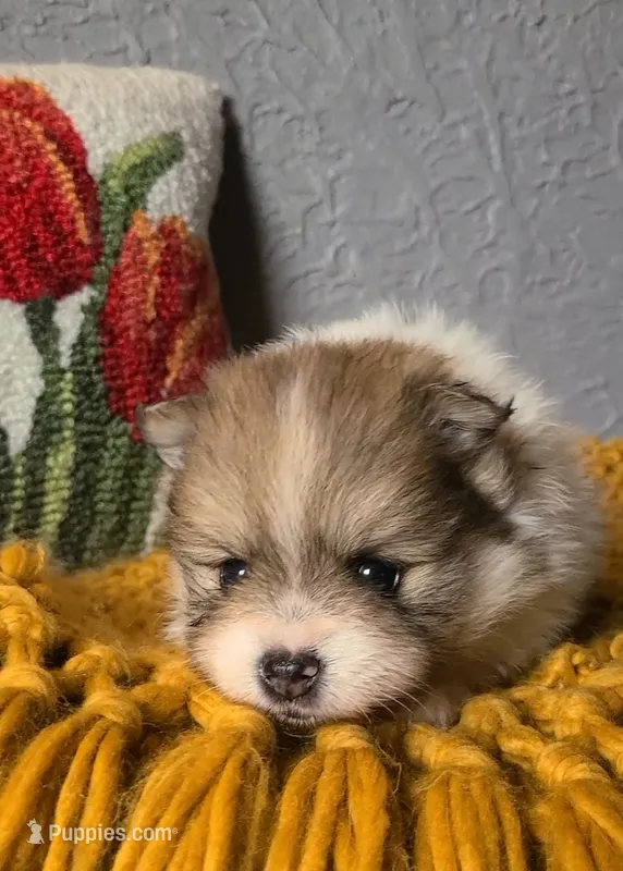 Otis – Pomeranian puppy for sale in Centralia, IL