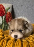 Otis, a male Pomeranian for sale in Centralia, IL – 2 of 10