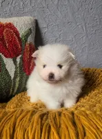 Henri, a male Pomeranian for sale in Centralia, IL – 2 of 10