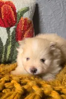Rudy, a male Pomeranian for sale in Centralia, IL – 2 of 9