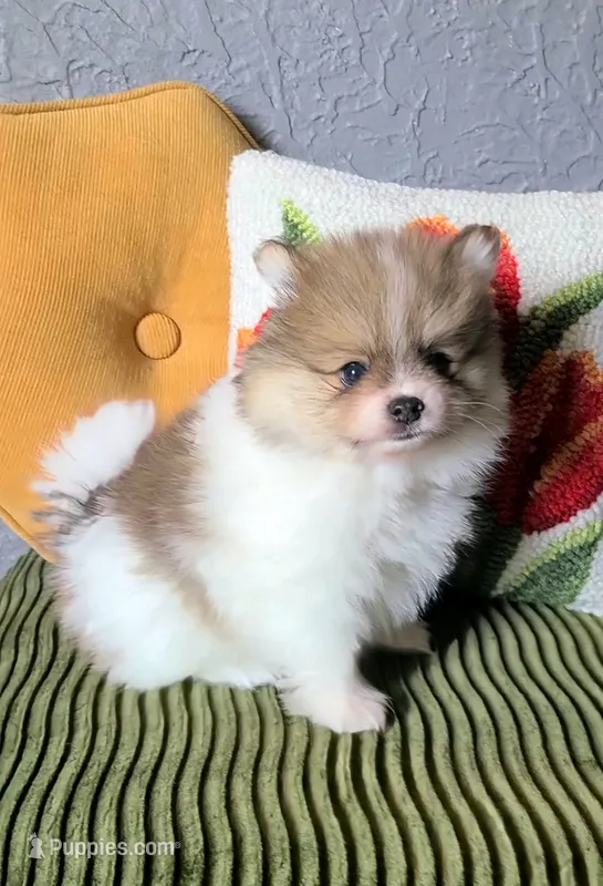 Otis – Pomeranian puppy for sale in Centralia, IL