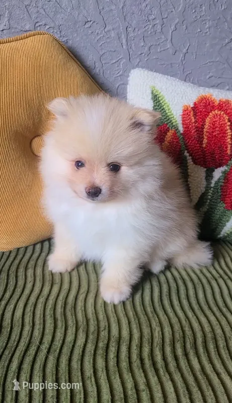 Rudy – Pomeranian puppy for sale in Centralia, IL