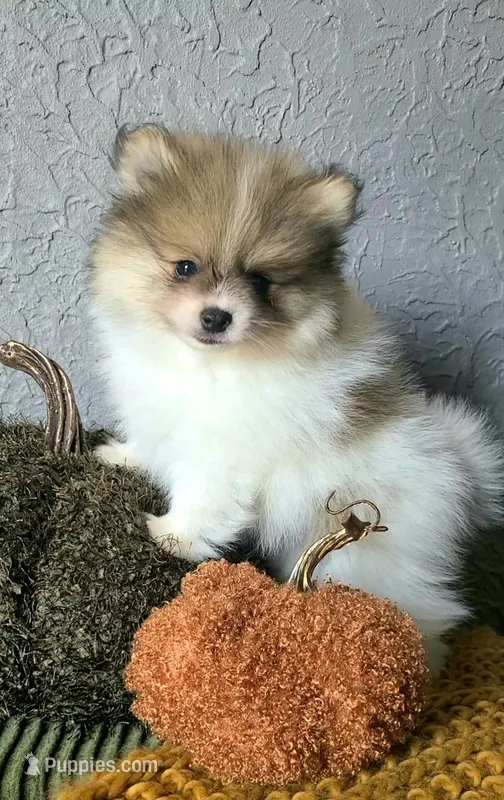 Otis – Pomeranian puppy for sale in Centralia, IL