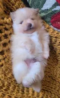 Rudy, a male Pomeranian for sale in Centralia, IL – 4 of 9