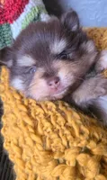 Milton, a male Pomeranian for sale in Centralia, IL – 5 of 10