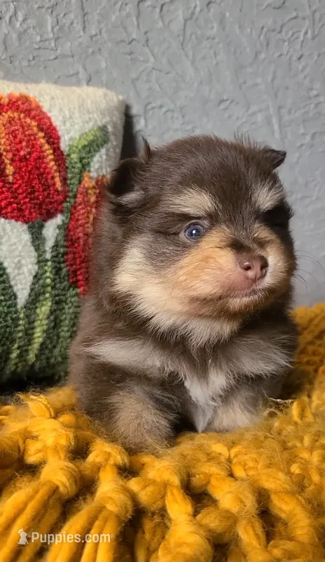 Milton – Pomeranian puppy on hold in Centralia, IL